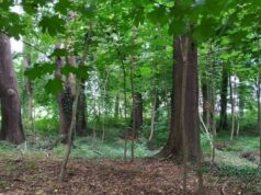 Zabytkowe parki w Chwałkowie i Strzelcach odzyskają blask