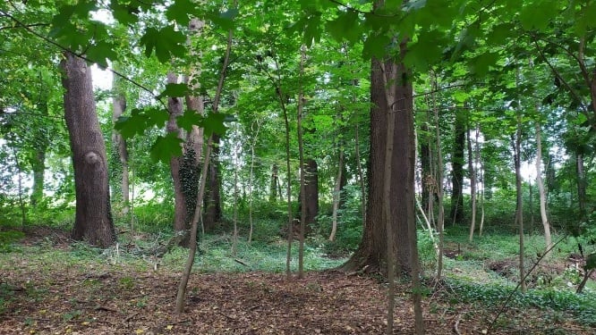 Zabytkowe parki w Chwałkowie i Strzelcach odzyskają blask