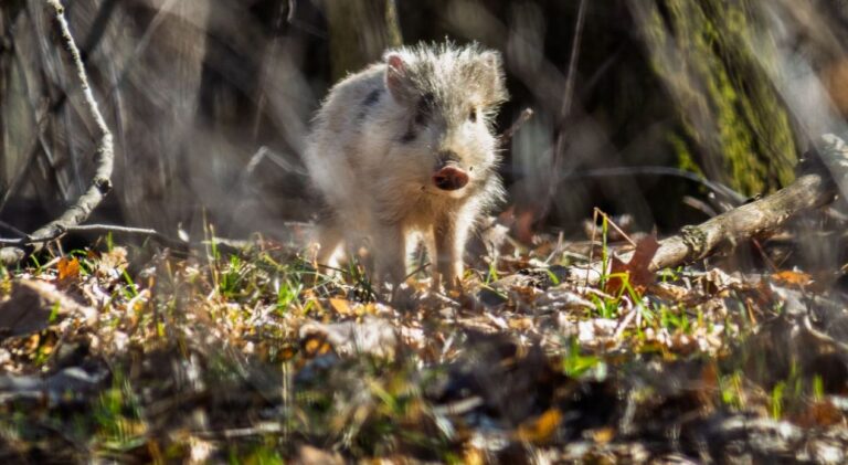 Warchlak dzika jak dalmatyńczyk. Niecodzienny okaz w Książańskim Parku Krajobrazowym [FOTO]