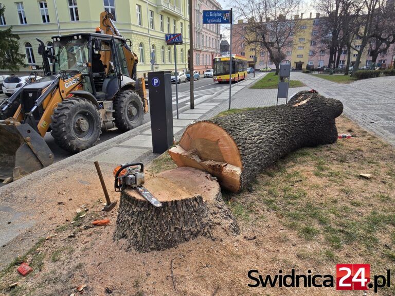 Trwa wycinka drzew w Świdnicy. Mieszkańcy zaniepokojeni [FOTO]