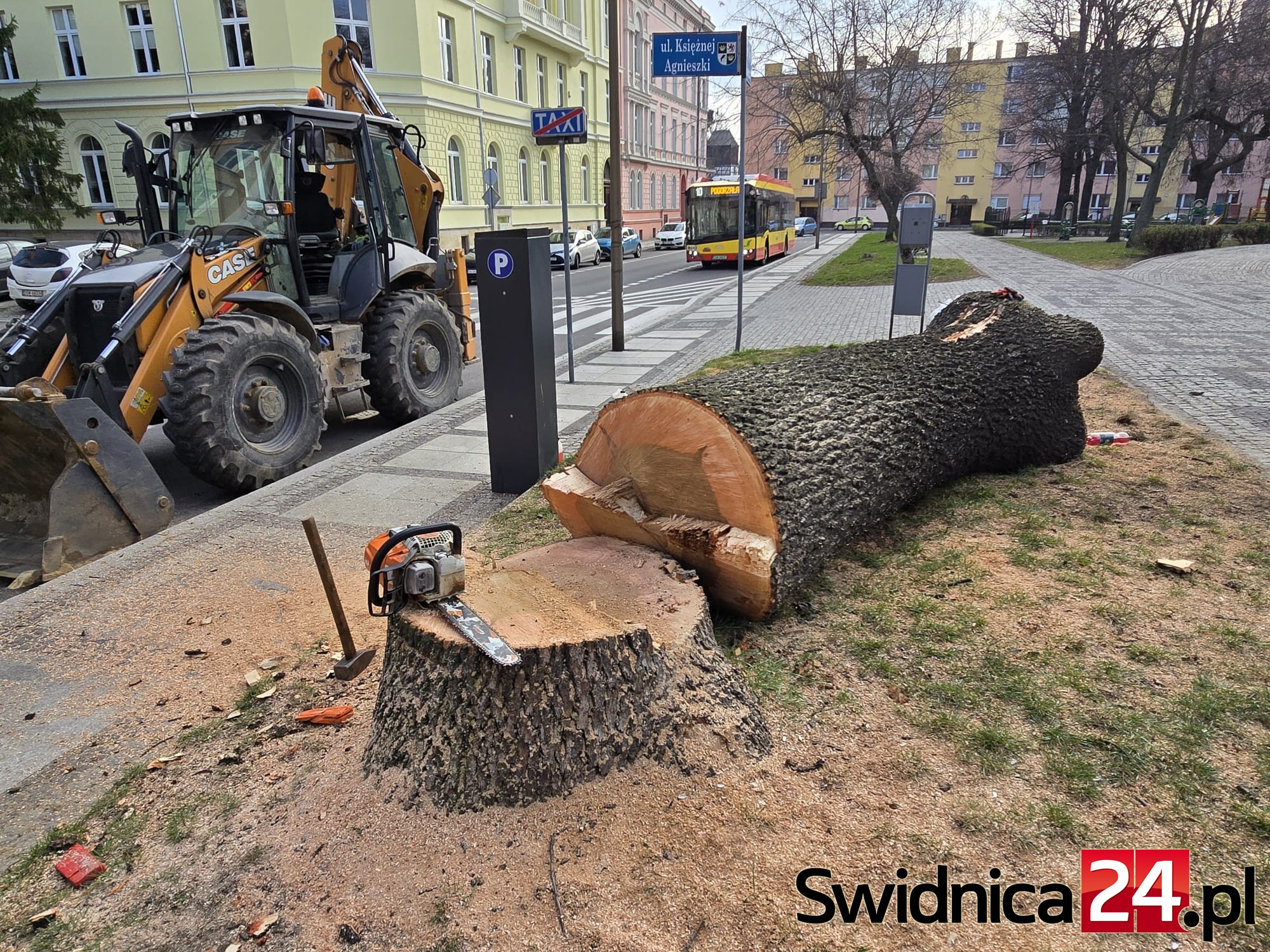 Trwa wycinka drzew w Świdnicy. Mieszkańcy zaniepokojeni [FOTO]