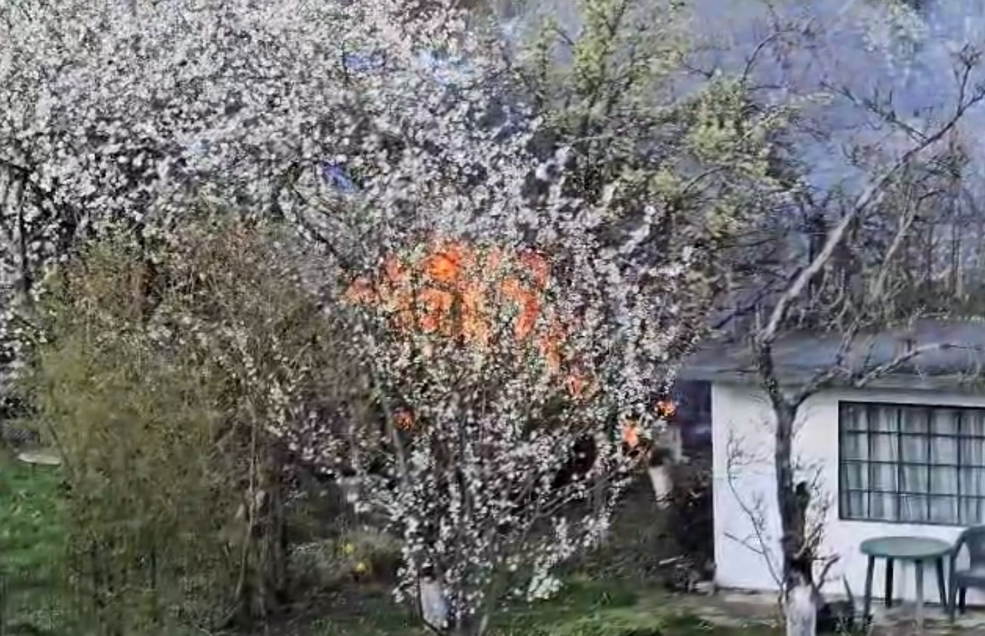 Altana i nieużytki w ogniu [FOTO]