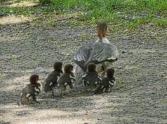 Rodzina nurogęsi w tarapatach. Matka z pisklętami w centrum Świdnicy