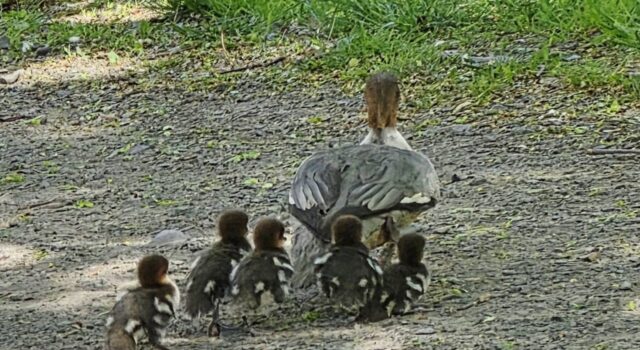 683782965_26958572837101030_7358959815079566245_n