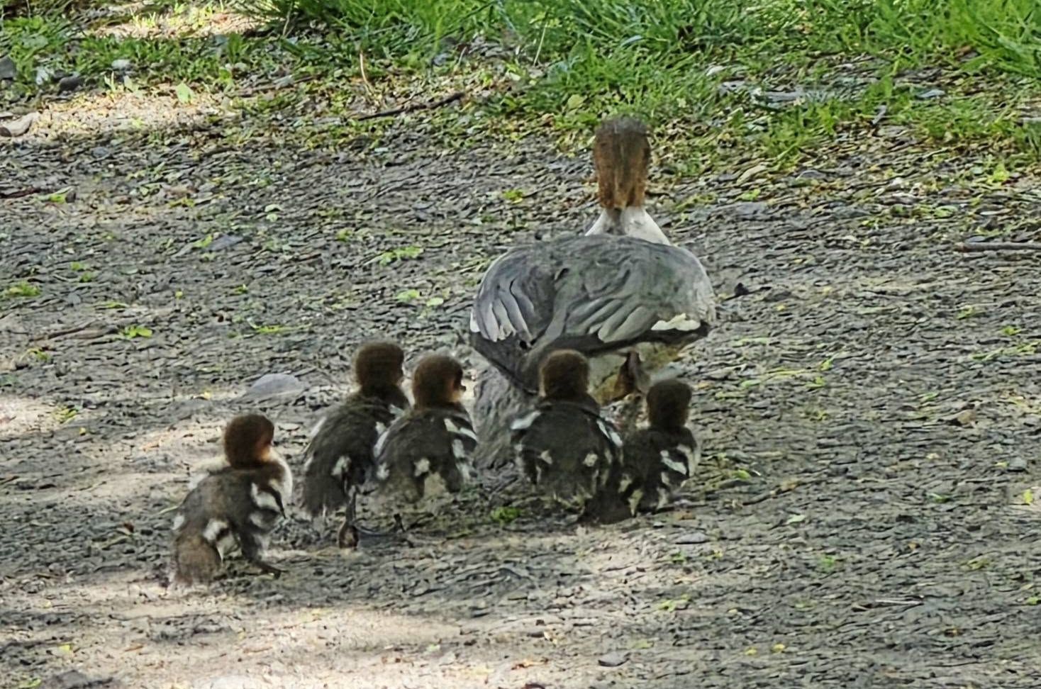 Rodzina nurogęsi w tarapatach. Matka z pisklętami w centrum Świdnicy