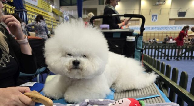 76 Krajowa Wystawa Psów Rasowych w Świebodzicach 18 kwietnia 2026 (14)