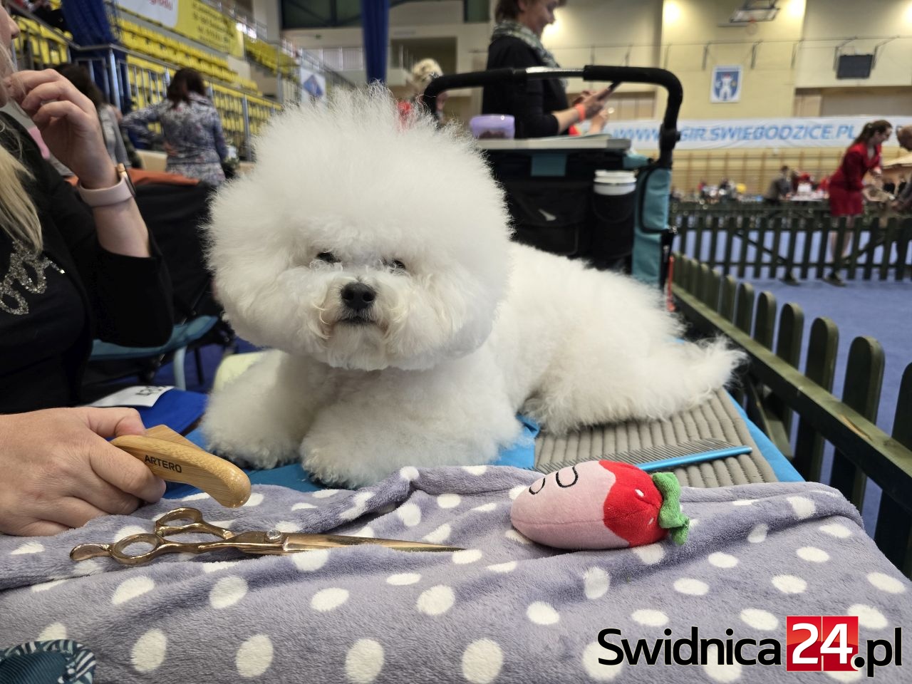 Blisko 600 psów na krajowej wystawie w Świebodzicach [FOTO]