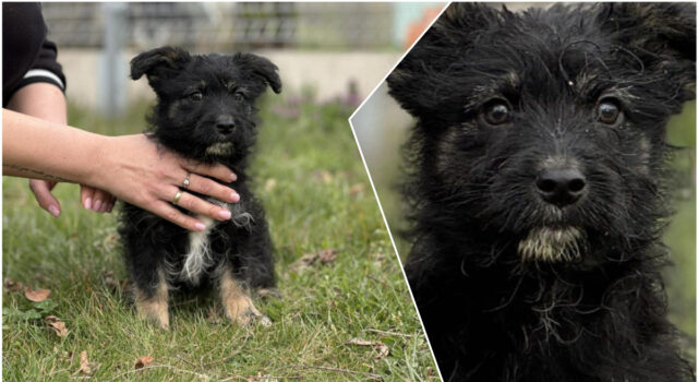 Bambo do adopcji-0