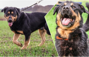 Do serca przytul psa. Bullock czeka na nowy dom