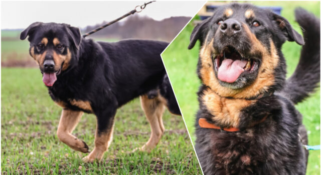 Do serca przytul psa. Bullock czeka na nowy dom