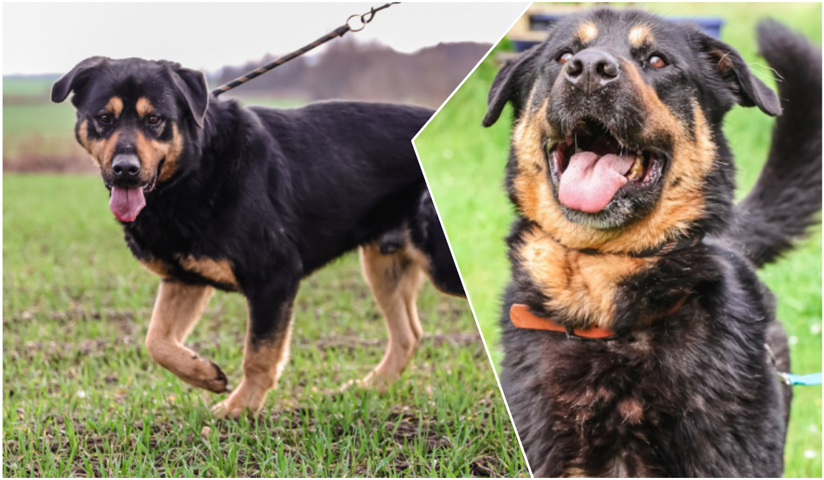 Do serca przytul psa. Bullock czeka na nowy dom