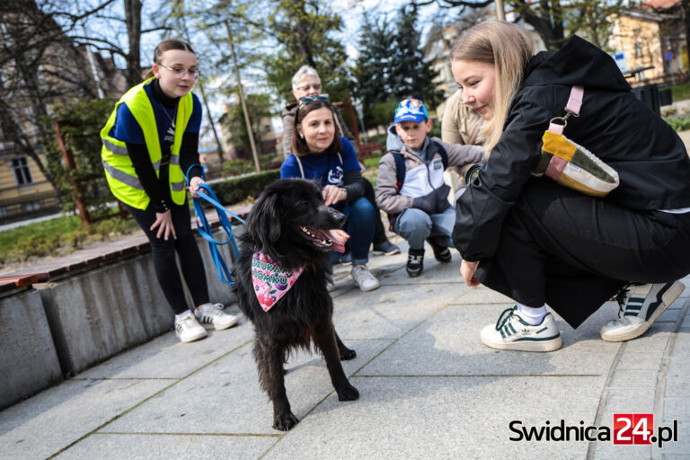 Mokre noski ze świdnickiego schroniska ruszyły w miasto, aby zachęcać do adopcji [FOTO/VIDEO]