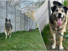 Do serca przytul psa. Szarik czeka na nowy dom