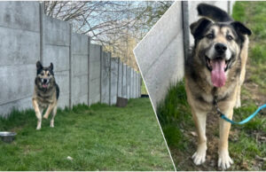 Do serca przytul psa. Szarik czeka na nowy dom