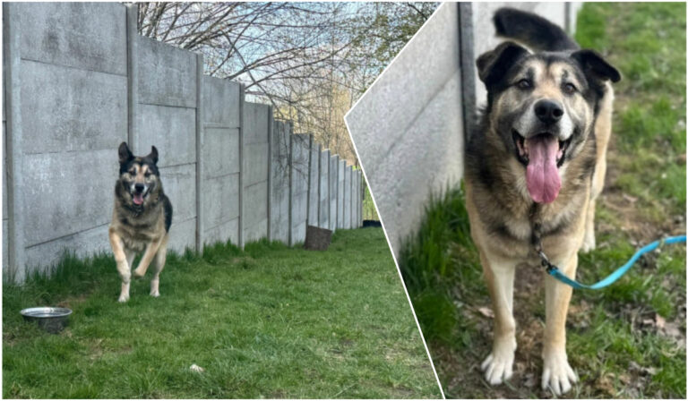 Do serca przytul psa. Szarik czeka na nowy dom