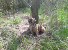 Pies przywiązany do drzewa i zostawiony. Poszukiwany jest właściciel czworonoga