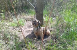 Pies przywiązany do drzewa i zostawiony. Poszukiwany jest właściciel czworonoga