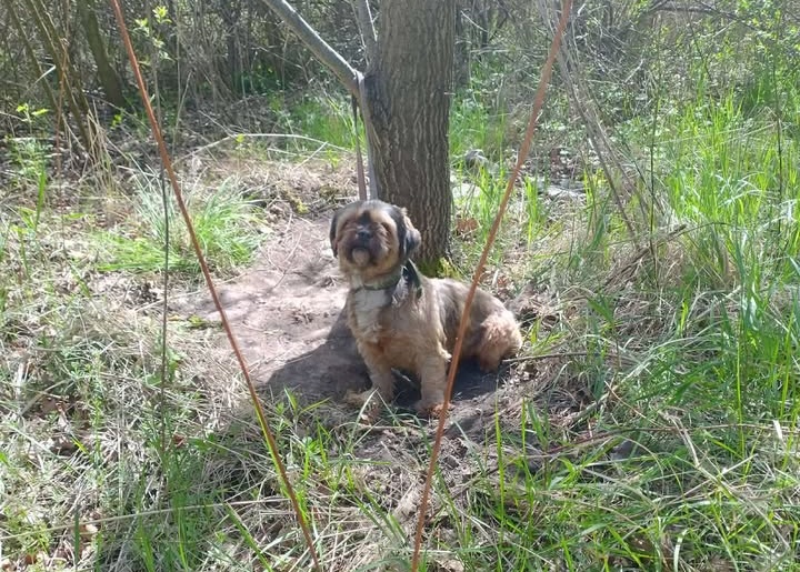 Pies przywiązany do drzewa i zostawiony. Poszukiwany jest właściciel czworonoga
