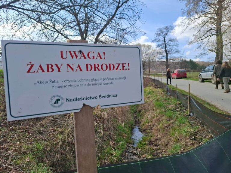 Akcja żaba. Leśnicy i wolontariusze na pomoc płazom [FOTO]