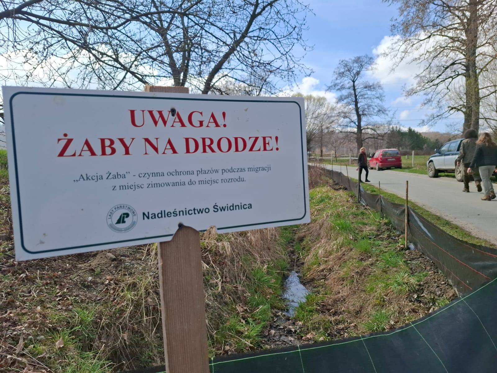 Akcja żaba. Leśnicy i wolontariusze na pomoc płazom [FOTO]