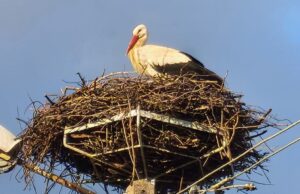 Wypatrywali za nim oczy! Bocian zameldował się na gnieździe, zbudowanym przez mieszkańców