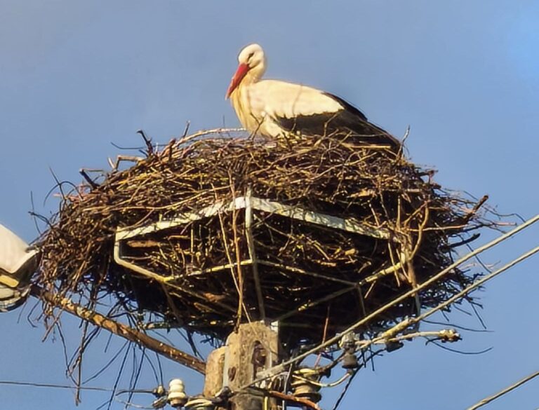 Wypatrywali za nim oczy! Bocian zameldował się na gnieździe, zbudowanym przez mieszkańców