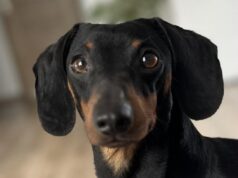 Zaginął jamnik. Właściciele proszą o pomoc