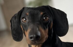 Zaginął jamnik. Właściciele proszą o pomoc