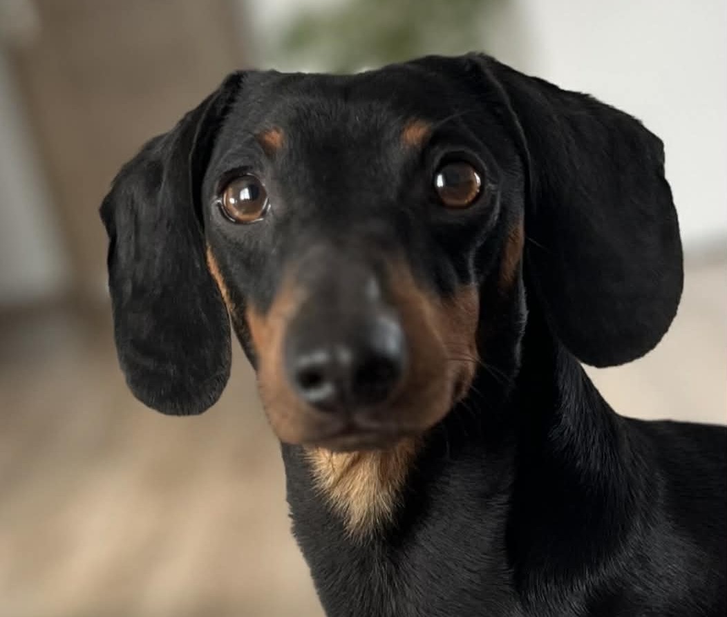 Zaginął jamnik. Właściciele proszą o pomoc