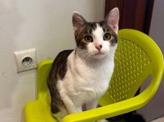 Na osiedlu Zarzecze zaginął kot