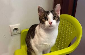 Na osiedlu Zarzecze zaginął kot