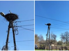 Wypatrywali za nim oczy! Bocian zameldował się na gnieździe, zbudowanym przez mieszkańców