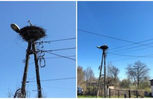 Wypatrywali za nim oczy! Bocian zameldował się na gnieździe, zbudowanym przez mieszkańców