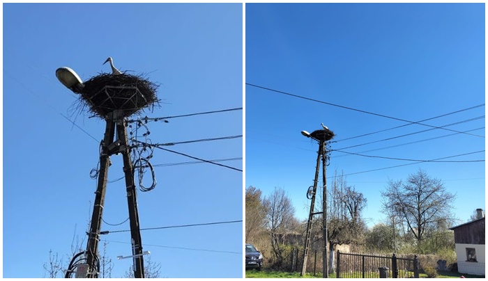 Wypatrywali za nim oczy! Bocian zameldował się na gnieździe, zbudowanym przez mieszkańców