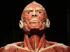 BODY WORLDS we Wrocławiu – To wystawa o życiu i zdrowiu, którą trzeba zobaczyć!