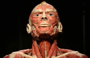 BODY WORLDS we Wrocławiu – To wystawa o życiu i zdrowiu, którą trzeba zobaczyć!