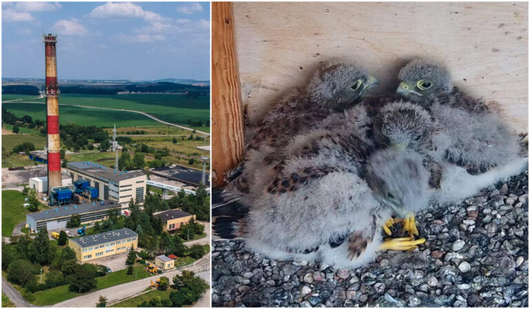 Czekali na sokoła, ale do domu na kominie ciepłowni zajrzał inny ptak. Właśnie wykluły się młode [FOTO]