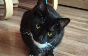 Zaginął niedawno adoptowany kot