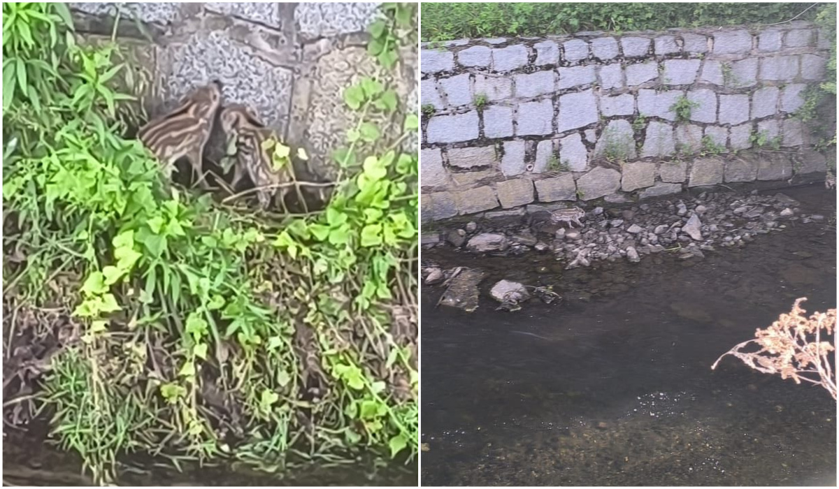 Młode dziki uwięzione w korycie rzeki. Z pomocą ruszyli strażacy [FOTO]