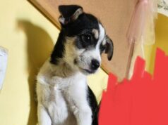 Czteromiesięczna Tosia szuka domu