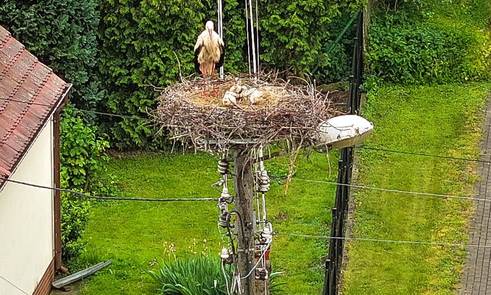 Bocianie trojaczki na gnieździe, o które wystarał się mieszkaniec Pszenna [FOTO]