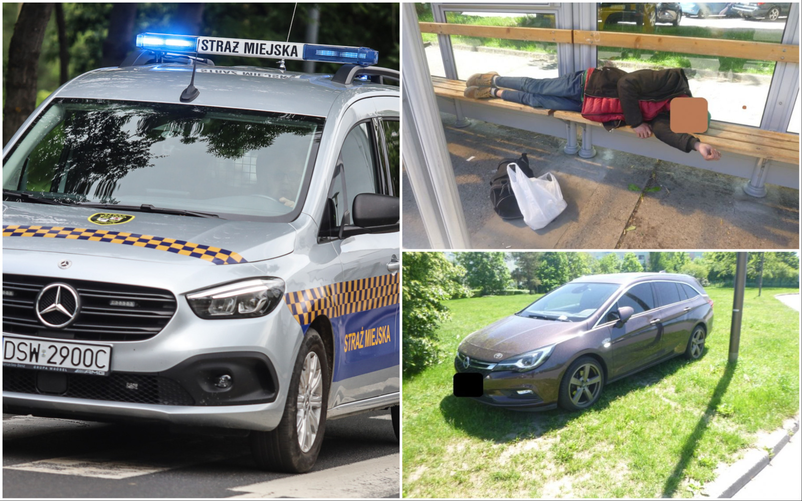 Kolczasty intruz, miłośnicy trunków pod chmurką, problemy z bezdomnymi. Interwencje straży miejskiej