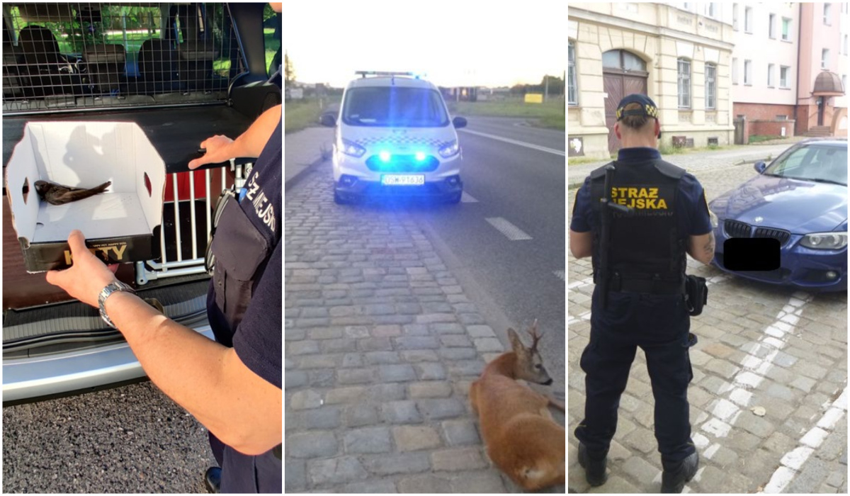 Nietrzeźwy leżący na środku jezdni, awanturnik w poczekalni dworca, ranna sarna. Interwencje straży miejskiej