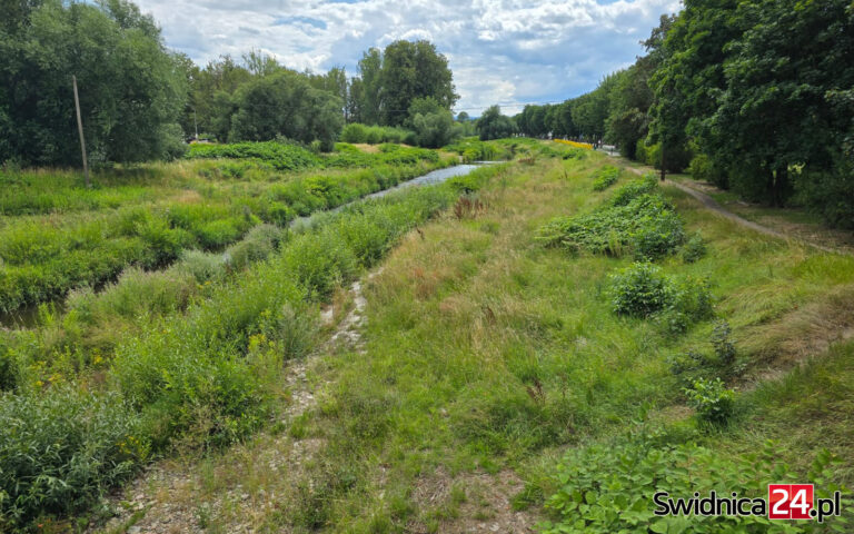 Bystrzyca znów zaczęła znikać w zaroślach. Wkrótce ruszą prace porządkowe [FOTO]