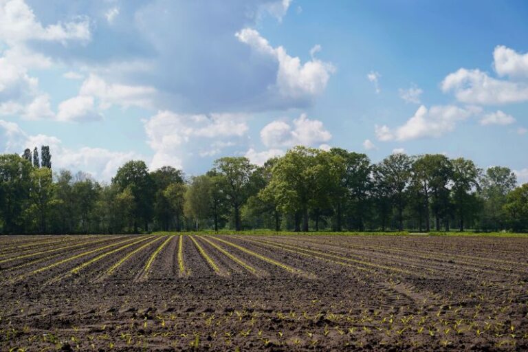 Podział i mechanizm działania środków chwastobójczych: Jak skutecznie dobierać preparaty do ochrony upraw?