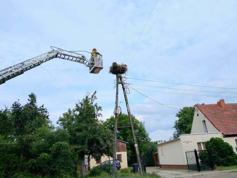 Trudna sztuka latania. Na pomoc bocianiemu juniorowi z Pszenna [FOTO]