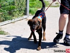 Nie możesz adoptować? Podaruj swój czas. Schronisko w Świdnicy zaprasza na „Spacery z Mokrymi Noskami”