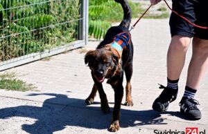 Nie możesz adoptować? Podaruj swój czas. Schronisko w Świdnicy zaprasza na „Spacery z Mokrymi Noskami”
