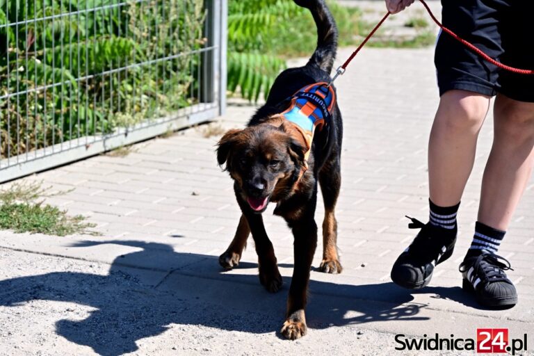 Nie możesz adoptować? Podaruj swój czas. Schronisko w Świdnicy zaprasza na „Spacery z Mokrymi Noskami” 