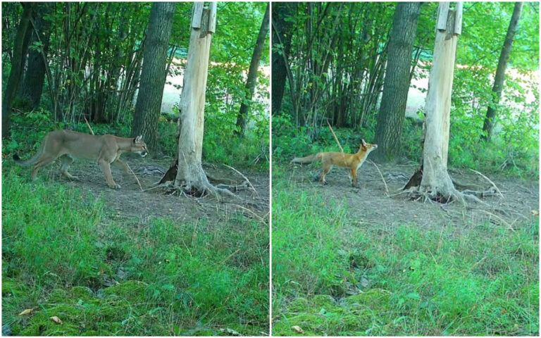 Nie puma tylko lis. Jest nagranie z fotopułapki, policjanci prowadzą postępowanie [VIDEO]